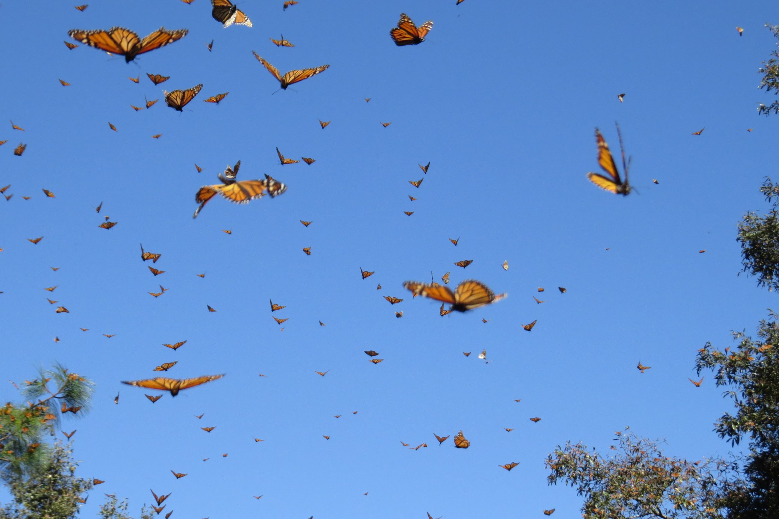 Butterflies Penny Jarrett (4)