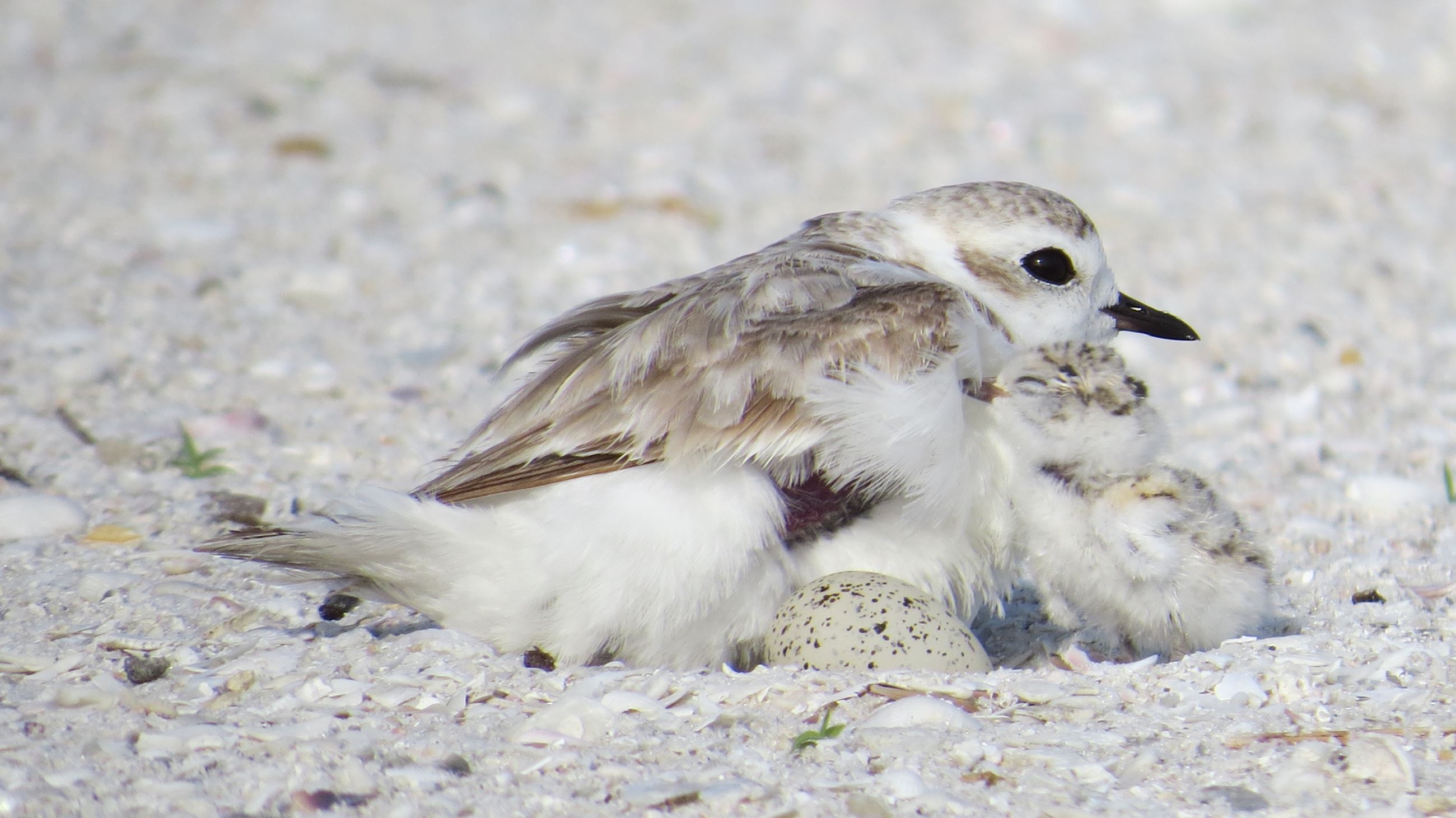 snowy plover